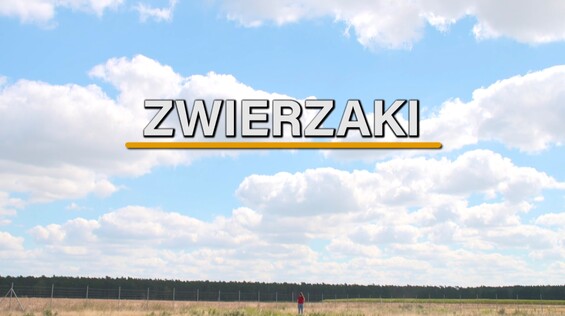 Kadr z materiału: Zwierzaki